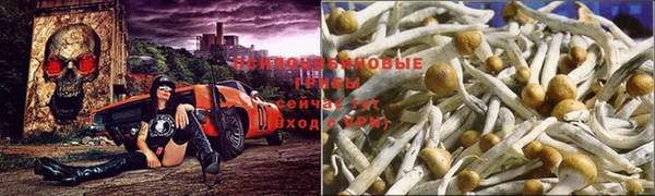 сатива Алзамай