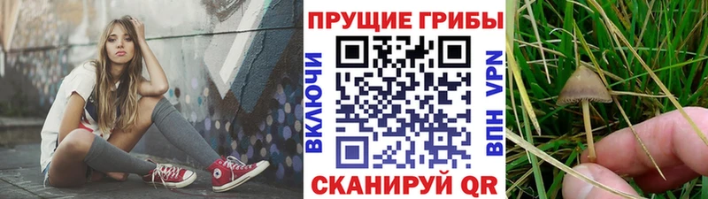 Галлюциногенные грибы прущие грибы  Заринск 
